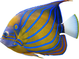 Striped ink & blue Angel Fish