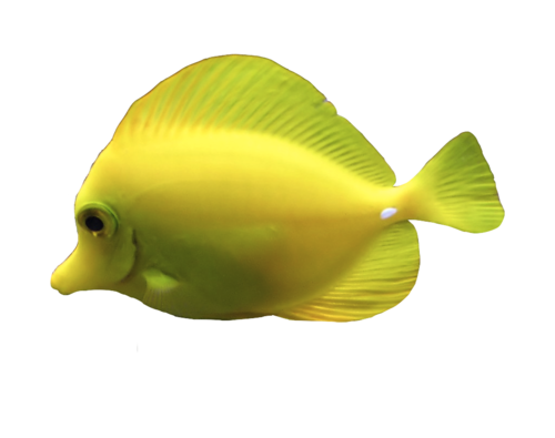 Yellow Tang Fish